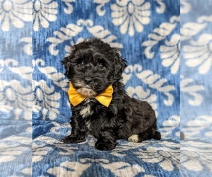 Havanese-Poodle (Toy) Mix Puppy for sale in ELKTON, MD, USA