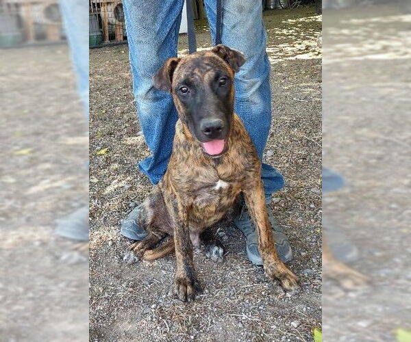 Medium Photo #1 Mutt Puppy For Sale in Golden Valley, AZ, USA