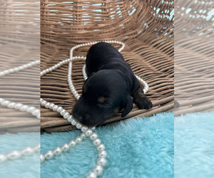 Dachshund Puppy for sale in HUMPHREYS, MO, USA