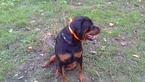 Small Photo #16 Rottweiler Puppy For Sale in ADEL, IN, USA