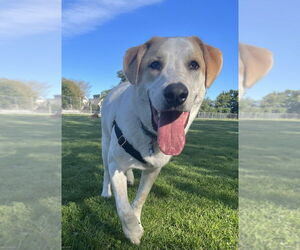 Radish - Male Great Pyrenees-Unknown Mix Dog for Adoption - Photo #3