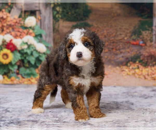 Medium Photo #4 Bernedoodle (Miniature) Puppy For Sale in DUNDEE, OH, USA