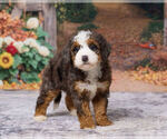Kyra - Female Bernedoodle (Miniature) Puppy for Sale - Photo #4