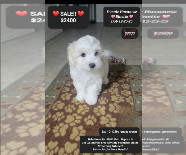 Medium Photo #1 Havanese Puppy For Sale in TUCSON, AZ, USA