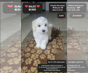 Havanese Puppy for sale in TUCSON, AZ, USA