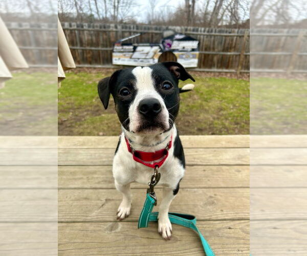 Medium Photo #1 Mutt Puppy For Sale in Gloversville, NY, USA