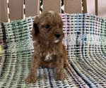 Puppy Puppy 4 Cavapoo