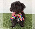 Small #3 Poodle (Miniature) Mix