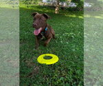 Small #3 Labrador Retriever Mix