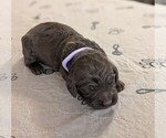 Small #5 Goldendoodle