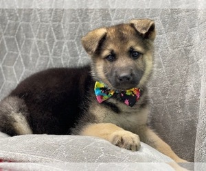 German Shepherd Dog Puppy for sale in LAKELAND, FL, USA