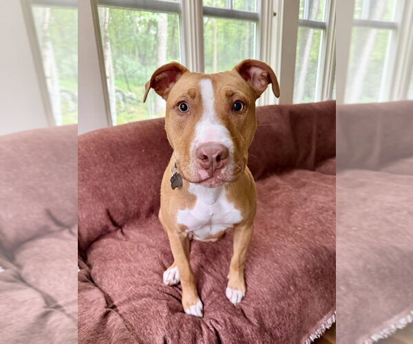 Medium Photo #33 American Pit Bull Terrier-American Staffordshire Terrier Mix Puppy For Sale in Brewster, NY, USA