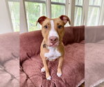 Small #32 American Pit Bull Terrier-American Staffordshire Terrier Mix