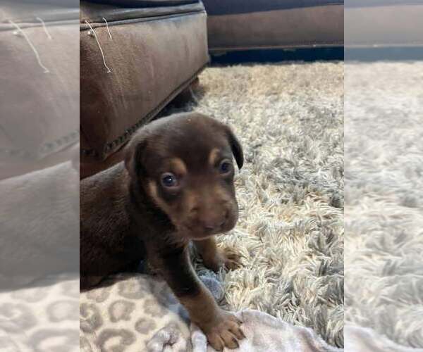 Medium Photo #3 Mutt Puppy For Sale in Imlay City, MI, USA