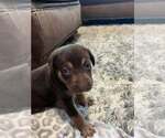 Small #2 Mutt