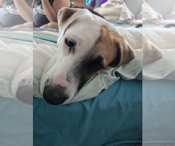 Medium Photo #4 Mutt Puppy For Sale in Overland Park, KS, USA