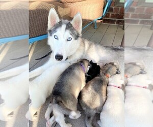 Mother of the Siberian Husky puppies born on 03/24/2022
