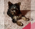 Small #1 Yorkshire Terrier