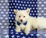 Small Photo #6 Pomeranian Puppy For Sale in KIRKWOOD, PA, USA