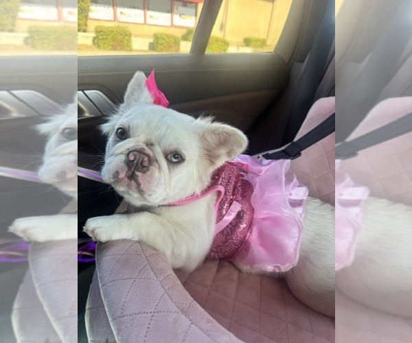 Medium Photo #3 French Bulldog Puppy For Sale in Fresno, CA, USA