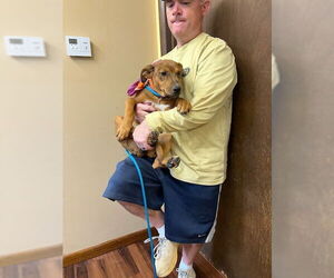 Labbe Dogs for adoption in Mt. Laurel, NJ, USA