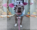 Small #1 American Pit Bull Terrier Mix