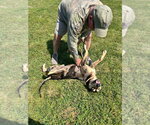 Small #5 Mutt