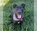 Small American Pit Bull Terrier-Labrador Retriever Mix