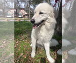 Small #3 Great Pyrenees