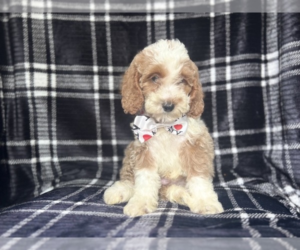 Medium Photo #8 Cockapoo Puppy For Sale in LAKELAND, FL, USA