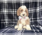 Small #7 Cockapoo