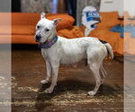 Small #28 American Pit Bull Terrier Mix