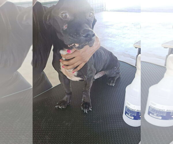 Medium Photo #3 Chihuahua-Unknown Mix Puppy For Sale in New York, NY, USA