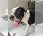 Small American Pit Bull Terrier