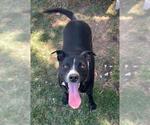 Small #1 American Pit Bull Terrier Mix