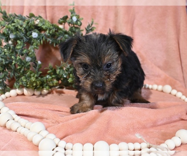 Medium Photo #1 Yorkshire Terrier Puppy For Sale in BALTIC, OH, USA