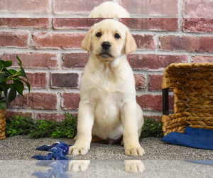 Labrador Retriever Puppy for sale in SYRACUSE, IN, USA