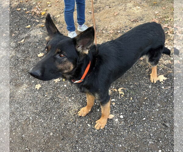 Medium Photo #4 German Shepherd Dog Puppy For Sale in Rootstown, OH, USA