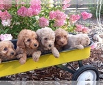 Small #2 Goldendoodle (Miniature)