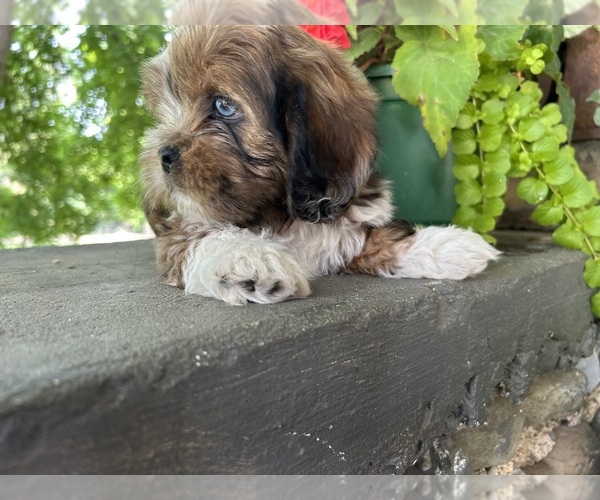 Medium Photo #3 Schweenie Puppy For Sale in BATTLE CREEK, MI, USA