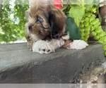 Small #2 Schweenie