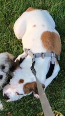 English Bulldog-Pug Mix Puppy for sale in CRYSTAL LAKE, IL, USA