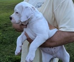 Small Photo #19 American Bulldog Puppy For Sale in MILLS RIVER, NC, USA
