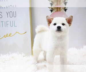 Shiba Inu Puppy for sale in HILO, HI, USA