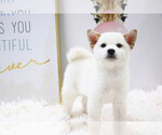 Small Photo #1 Shiba Inu Puppy For Sale in HILO, HI, USA