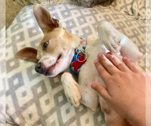 Medium Photo #3 Chihuahua-Unknown Mix Puppy For Sale in Grafton, WI, USA