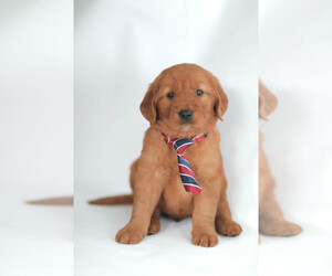 Golden Retriever Puppy for Sale in FREDONIA, Kentucky USA