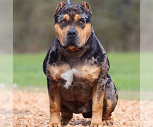 Father of the American Bully puppies born on 10/23/2022