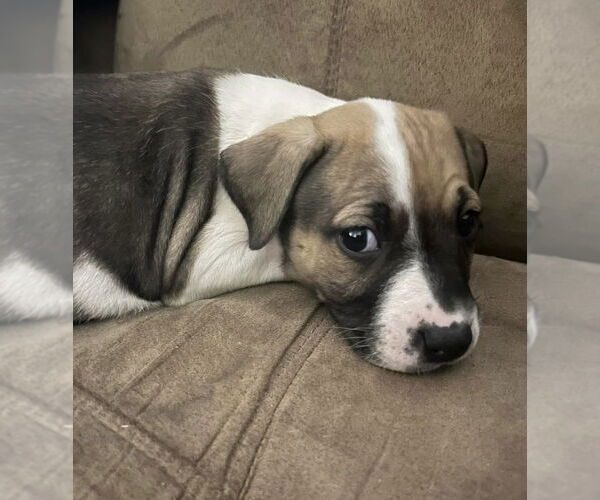 Medium Photo #4 Mutt Puppy For Sale in OKLAHOMA CITY, OK, USA