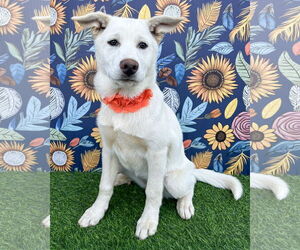 Gerberian Shepsky Dogs for adoption in Corona, CA, USA